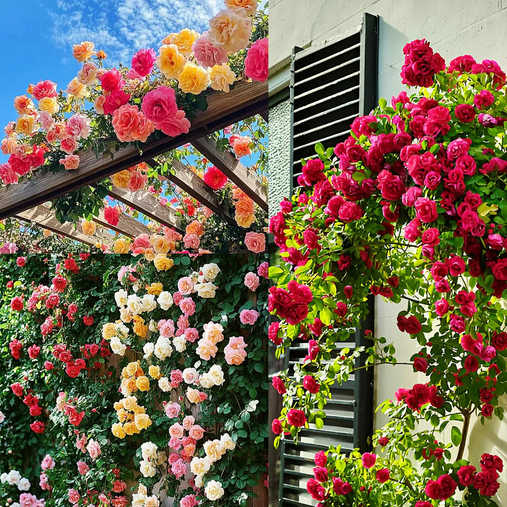 🌸✨SkyBloom Roses – Elegant Climbing Seeds🌹🌿