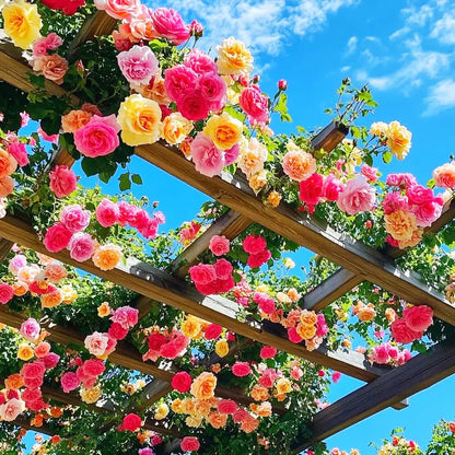 🌸✨SkyBloom Roses – Elegant Climbing Seeds🌹🌿